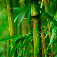 Tiếng Thì Thầm Trong Bụi Tre Gai  - Thảo Trường